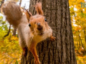 На Волинь прийшло перше «бабине літо»