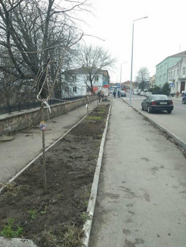 У місті на Волині висадили алею сакур. ФОТО