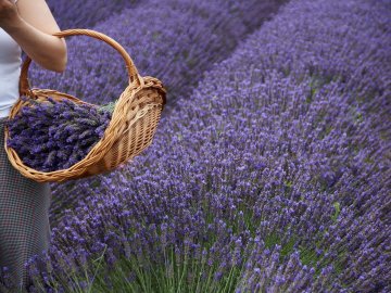 Про бібліотеку, «одягнену» у вишиванку, і лавандове поле: добрі новини від ВолиньPost за 22 червня