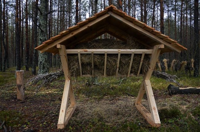 Як у волинському нацпарку підгодовують диких мешканців лісу. ФОТО