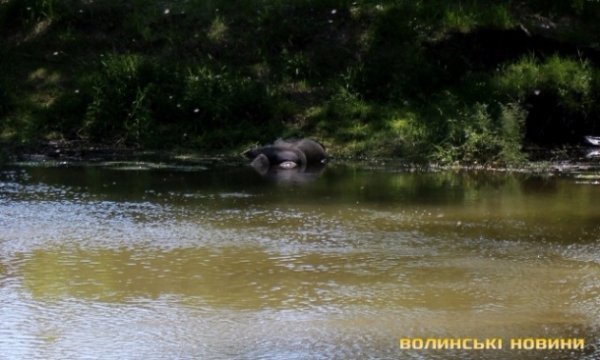 У Луцьку в річці Стир знайшли потопельника. ФОТО