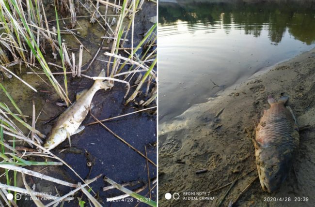 У Рожищенському районі – масова загибель риби. ФОТО