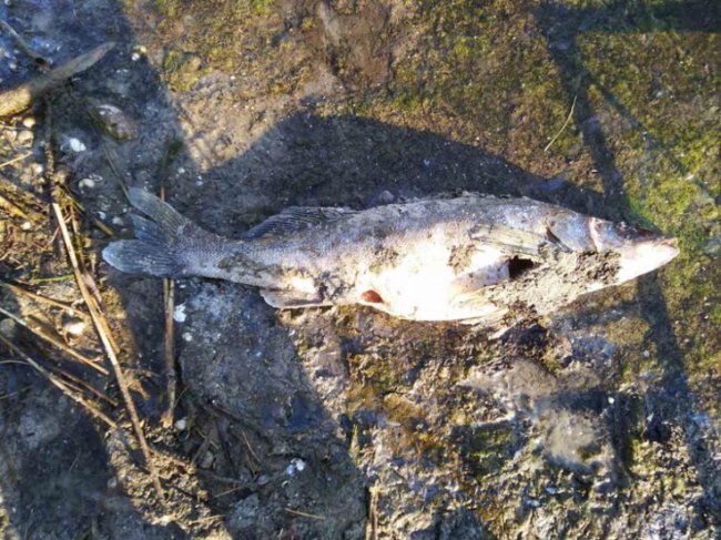 У Рожищенському районі – масова загибель риби. ФОТО