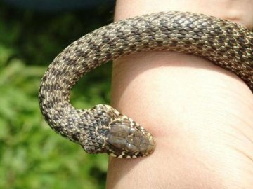 На Волині жінку вкусила змія