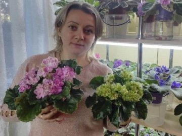 Волинянка вирощує понад 400 сортів фіалок. ФОТО