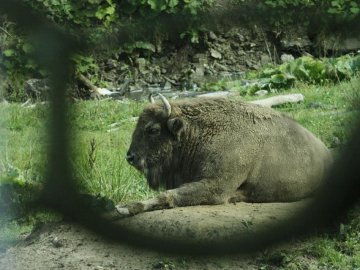 Аби врятувати зубрів, волинські екологи співпрацюватимуть з польськими