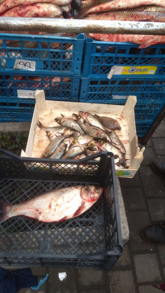 На ринках Луцька продавали «незаконну» рибу. ФОТО