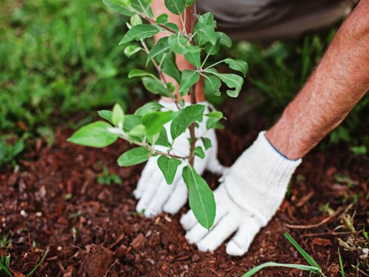 Чому плодові та ягідні рослини купувати краще в розсадниках?