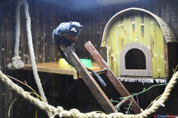 У Луцьку ‒ виставка мавп. ФОТО. ВІДЕО