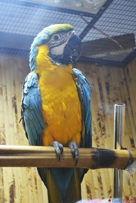 У Луцьку ‒ виставка мавп. ФОТО. ВІДЕО