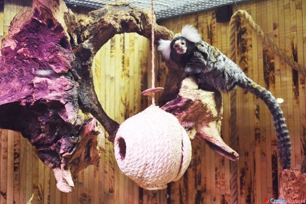 У Луцьку ‒ виставка мавп. ФОТО. ВІДЕО