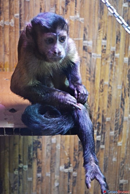 У Луцьку ‒ виставка мавп. ФОТО. ВІДЕО