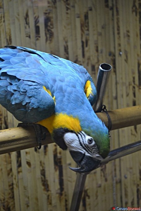 У Луцьку ‒ виставка мавп. ФОТО. ВІДЕО