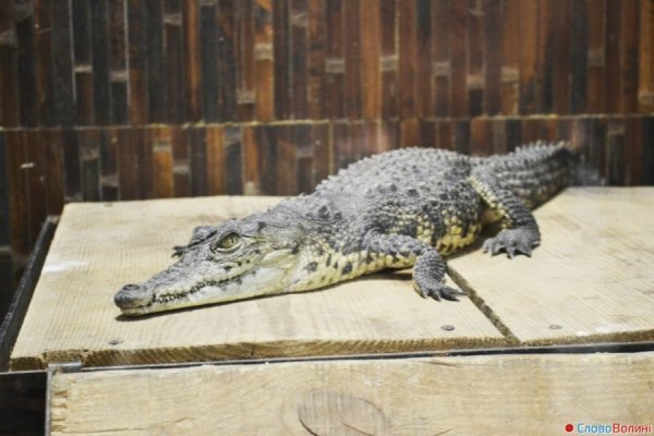 У Луцьку ‒ виставка мавп. ФОТО. ВІДЕО