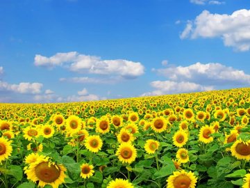 Синоптик розповіла, якою буде погода на Спаса і на День Незалежності України