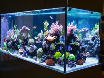 LED-освітлення в акваріумі: як вибрати та змонтувати*