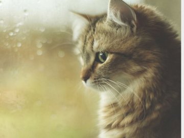 Погода в Луцьку та Волинській області на середу, 9 червня