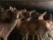 На Волинь через митницю ввезли стадо благородних оленів з Австрії. ФОТО