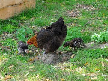 Дивовижна історія порятунку: у Луцьку мамою дикого каченяти стала курка