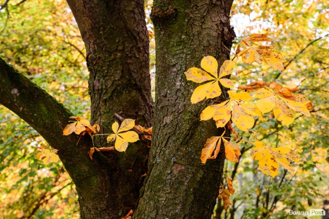 Місто, оповите легким серпанком туману: осінній Луцьк у фото 