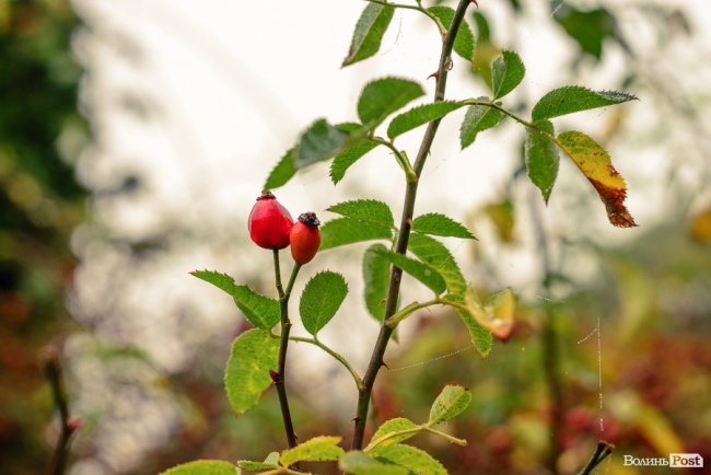 Місто, оповите легким серпанком туману: осінній Луцьк у фото 