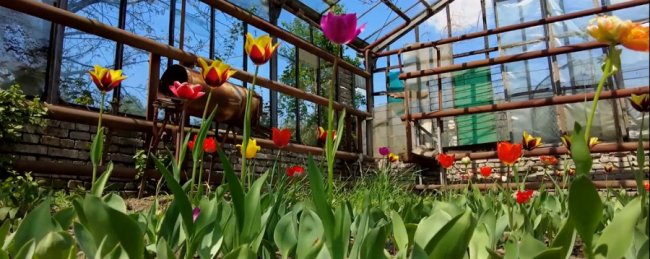 Здебільшого братики: показали, як у Нововолинську вирощують квіти для озеленення