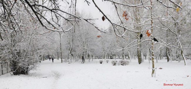 Фотограф показав засніжений Луцьк