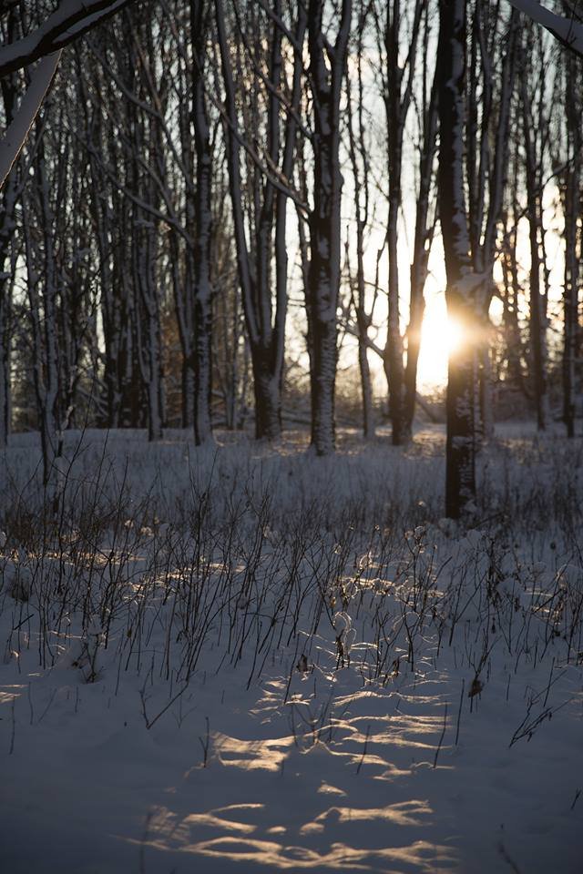 Бурульки і лютневе сонце: фото засніженого парку в Луцьку