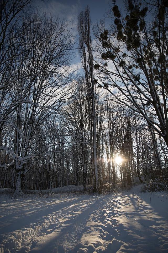 Бурульки і лютневе сонце: фото засніженого парку в Луцьку