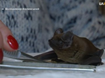 Показали, як волинські волонтери відгодовують майже сотню врятованих кажанів. ВІДЕО