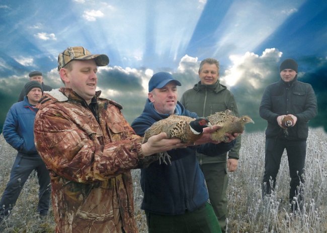 У лісах Камінь-Каширського району поселились 100 фазанів. ФОТО