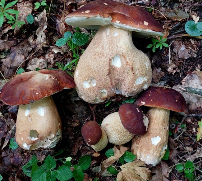 На Волині – у розпалі грибний сезон