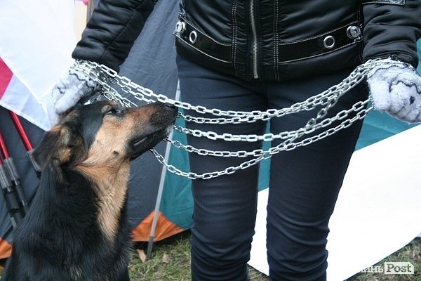 У Луцьку влаштували День ганьби. ФОТО