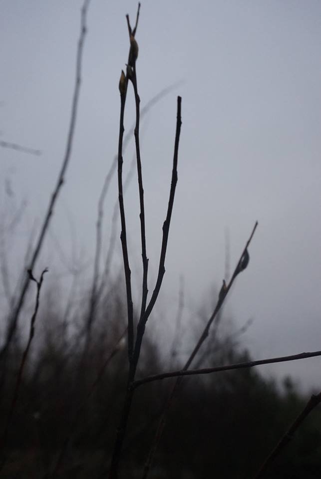 На Волині в кінці осені знову розквітли «котики». ФОТО