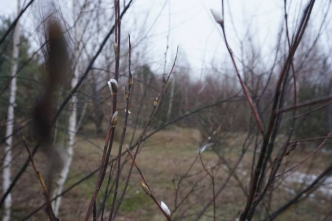 На Волині в кінці осені знову розквітли «котики». ФОТО