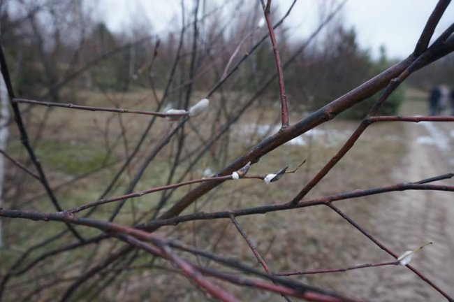 На Волині в кінці осені знову розквітли «котики». ФОТО