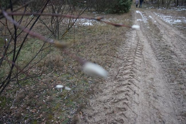 На Волині в кінці осені знову розквітли «котики». ФОТО