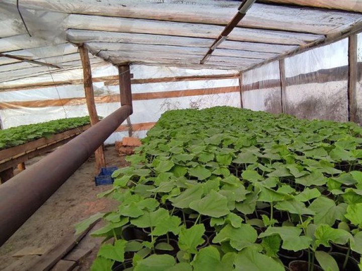 Як правильно вирощувати огірки в парниках. Поради господарів із Волині