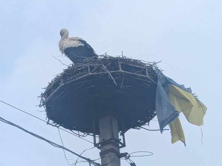 На Закарпатті лелека приніс до гнізда прапор України