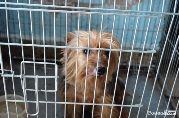 Навіть відомі йорки опиняються на вулиці.