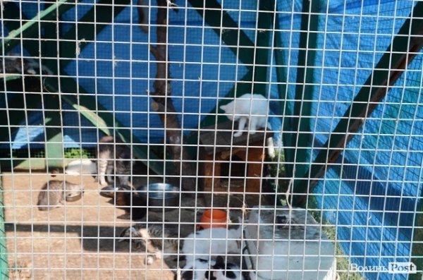 Майже 90% безпритульних тварин Луцька знаходять домівку. ФОТО