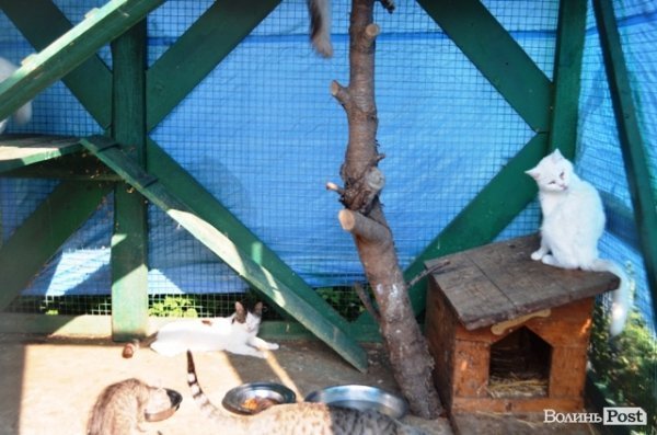 Майже 90% безпритульних тварин Луцька знаходять домівку. ФОТО
