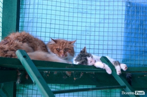 Майже 90% безпритульних тварин Луцька знаходять домівку. ФОТО