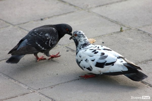 Луцьк і люди: вихідні тривають. ФОТО