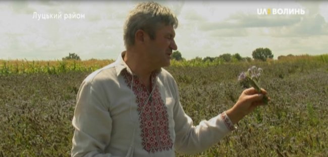 В одному з волинських сіл – масова загибель бджіл. ФОТО. ВІДЕО