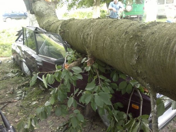 У Нововолинську дерево розчавило авто. ФОТО
