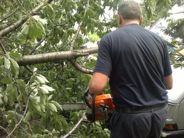 У Нововолинську дерево розчавило авто. ФОТО