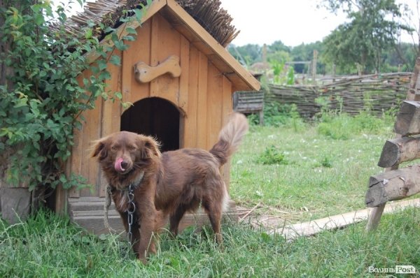 Територію музею охороняють три собаки