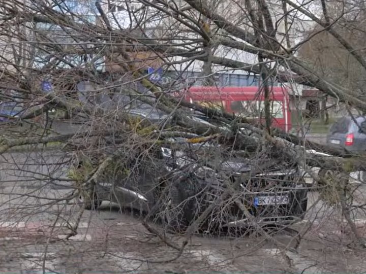 «Вилазили через задні двері»: у Луцьку дерево розтрощило автівку з подружжям всередині (відео)