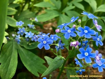 Луцьк потопає у квітах: краса весни